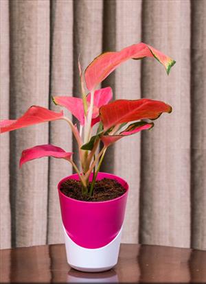 Aglaonema Red Desire 