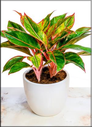 Aglaonema Hybrid Lipstick 
