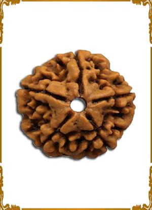 5 Mukhi Rudraksha 