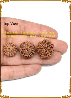 7 Mukhi Rudraksha 