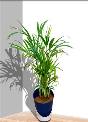 Areca Palm 