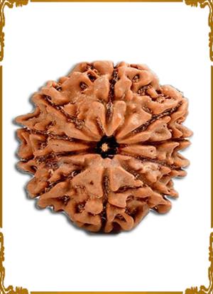 10 Mukhi Rudraksha  