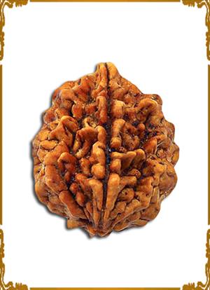 2 Mukhi Rudraksha 