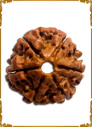 6 Mukhi Rudraksha 
