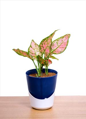 Aglaonema Anjamanee Red 