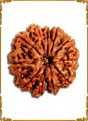 11 Mukhi Rudraksha 