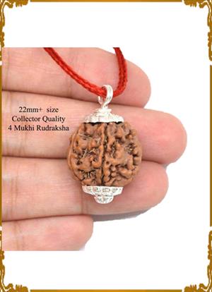 4 Mukhi Rudraksha 