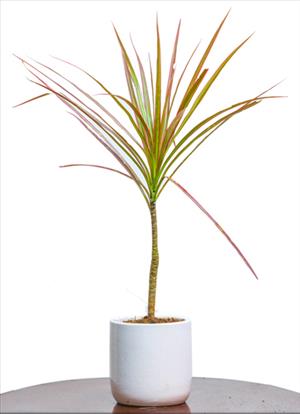 Dracaena Tricolor 