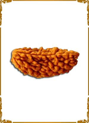 1 Mukhi Rudraksha 