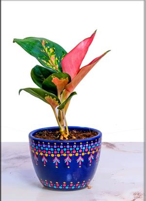 Aglaonema Rotundum Hybrid Red Desire 