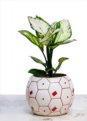 Aglaonema Bright White 