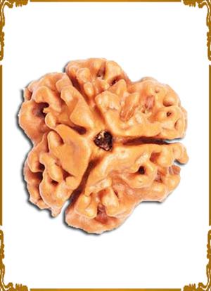 3 Mukhi Rudraksha 