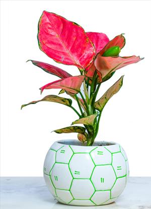 Aglaonema Hybrid Valentine 